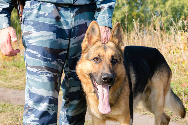 istock Security guard with a service dog, close-up. 1292431460