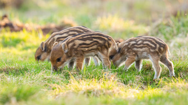 istock Little wild boar piglets feeding on meadow in springtime nature 1292434542