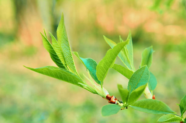 istock Spring background and first fresh green leaves on tree twig close-up on natural background 1292434549