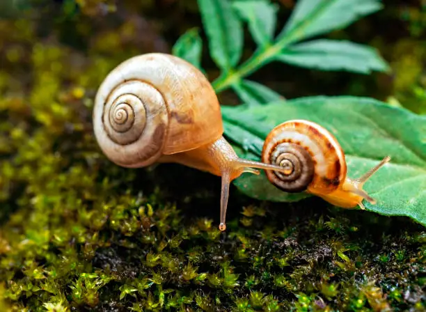 Photo of Two small grape snails close up on a green forest litter. Romantic concept