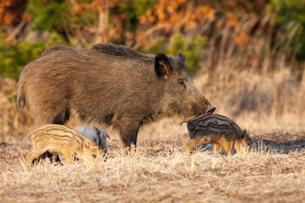 istock Wild boar mother with piglets standing on dry meadow 1292434561