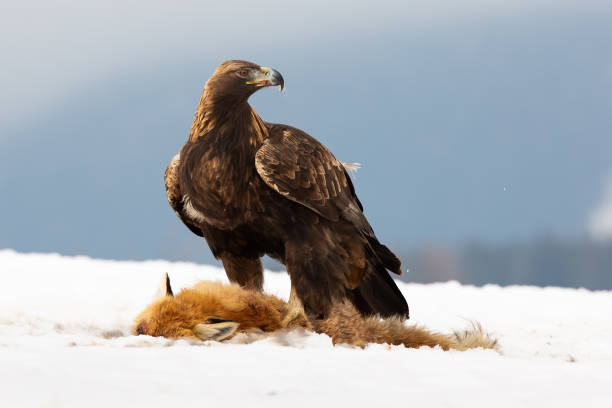 Golden eagle, aquila chrysaetos, standing on snow next to prey in winter. Wild feathered predator with dead fox on frozen glade. Brown bird observing on white meadow.