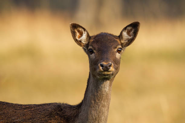 istock Fallow deer hind looking to the camera from close up in autumn 1292435448