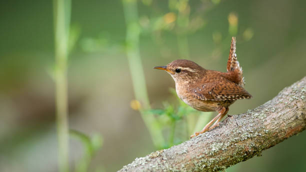 istock Eurasian wren sitting on tree in summertime nature 1292435468