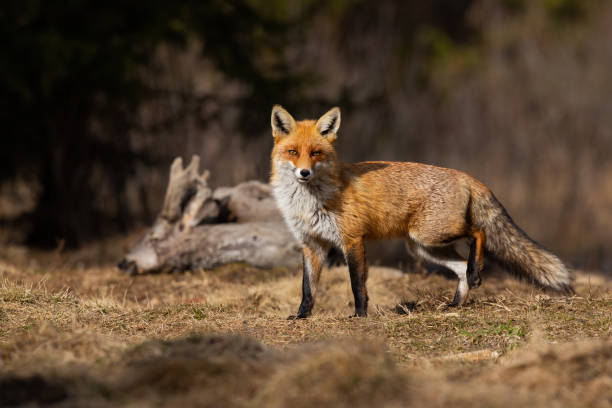 istock Beautiful red fox posing on the spring meadow with dead roe deer in background 1292435487