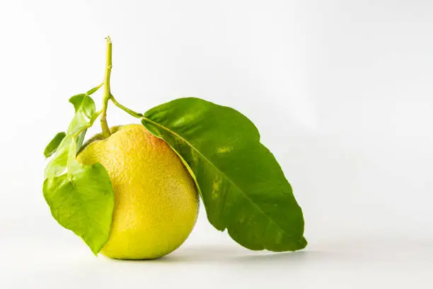 foreground of a grapefruit with green leaves isolated on white background