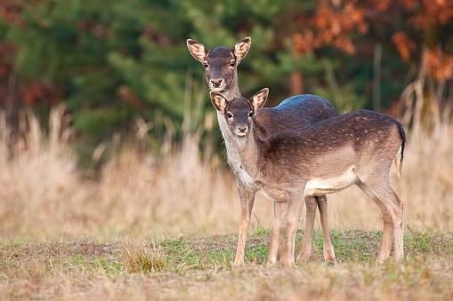 Two fallow deer, dama dama, standing on field in autumn nature. Hind mother with young fawn looking o dry grassland in fall. Family of female mammals watching on meadow.