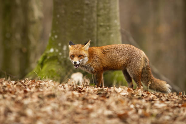 istock Dangerous red fox with open mouth in the autumnal beech forest 1292435688