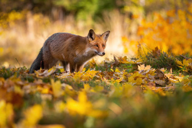 istock Red fox hunting in colorful autumn nature in sunlight 1292436006