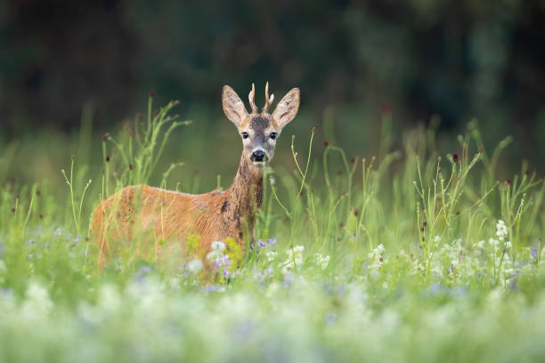 istock Surprised roe deer buck hiding in tall vegetation and looking into camera 1292436195