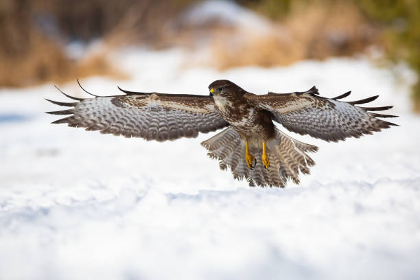 istock Majestic common buzzard taking off from the snow during winter hunting 1292436336