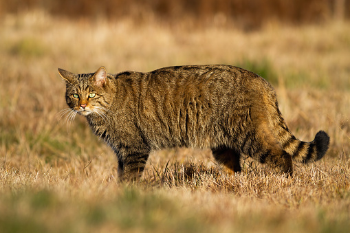 Domestic cat in the grass