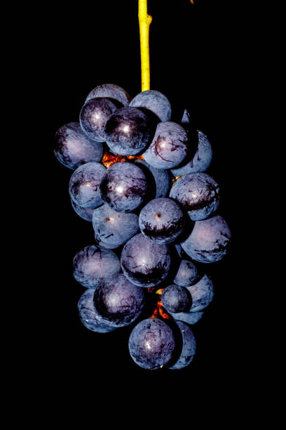 istock Grapes from the Bardolino wine vineyards 1292436499