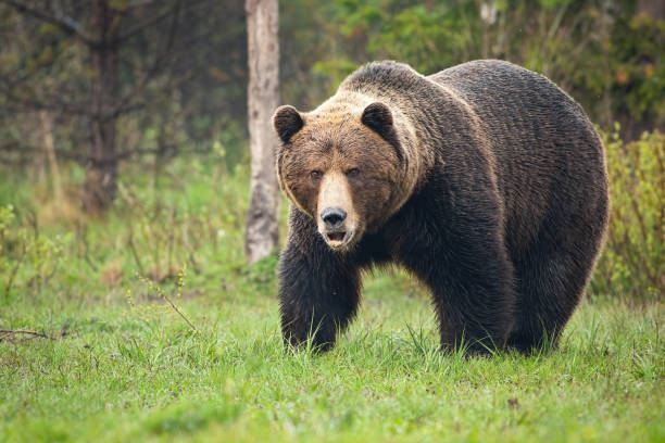 Dominant brown bear roaring on meadow in spring nature