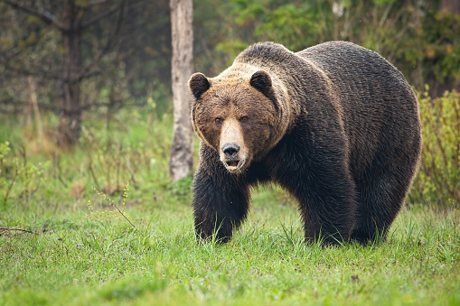 Dominance brown bear, ursus arctos, roaring on meadow in spring nature. Majestic large predator standing in its territory in forest. Big fured mammal calling on grassland.