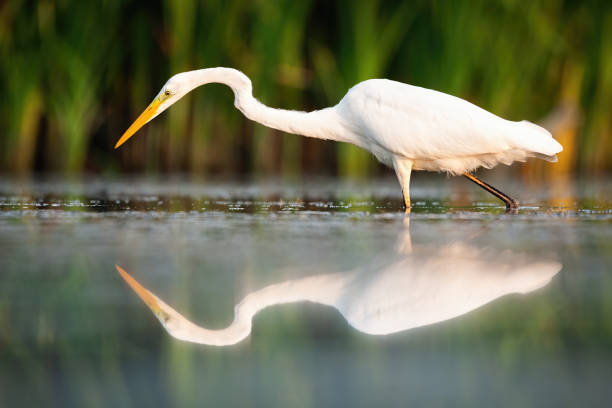 grande garzetta che cammina nella zona umida nella natura estiva - camminare nellacqua foto e immagini stock