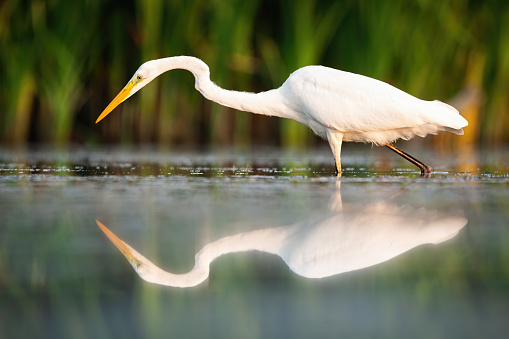 Great egret, ardea alba, walking in wetland in summertime nature. Animal with long yellow beak wading in swamp with reflection in water. White bird with long neck looking down.