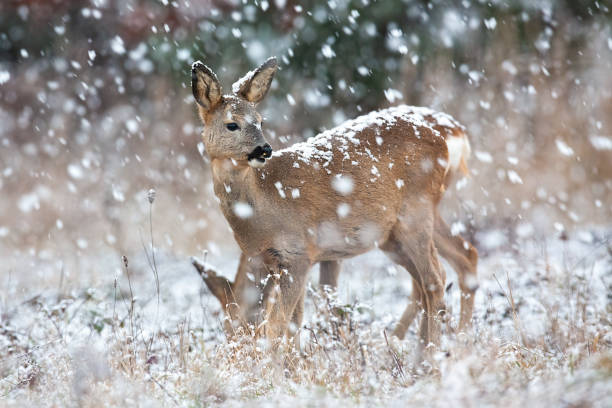istock Roe deer observing on field in blizzard in winter. 1292437784