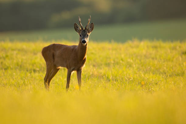 istock Roe deer buck standing on grassland in sunny summer nature. 1292437877