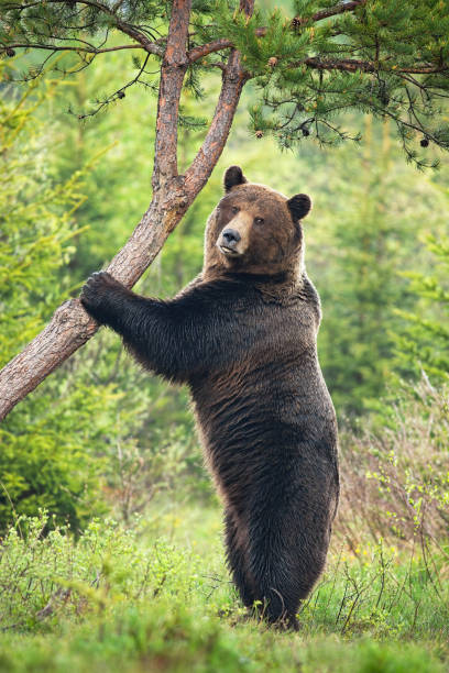 istock Majestic brown bear standing vertically in forest in summer 1292438497