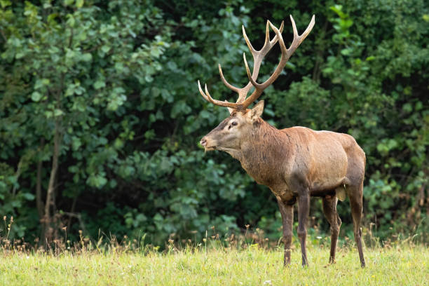istock Dominant red deer stag standing on a glade from front view with copy space 1292438562