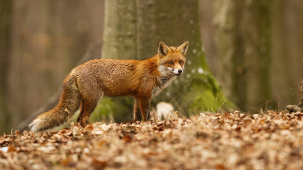istock Beautiful red fox with fluffy fur posing in the dry foliage in beech forest 1292438759