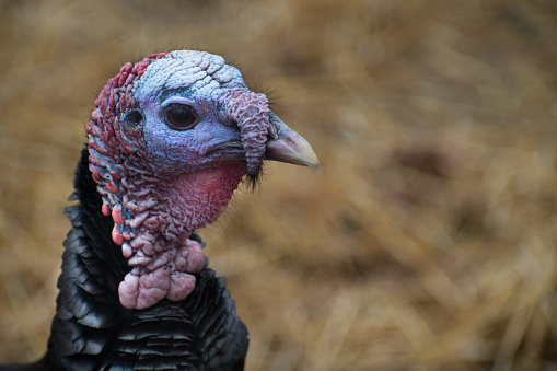 colorful turkey portrait over green out of focus background (Meleagris gallopavo)
