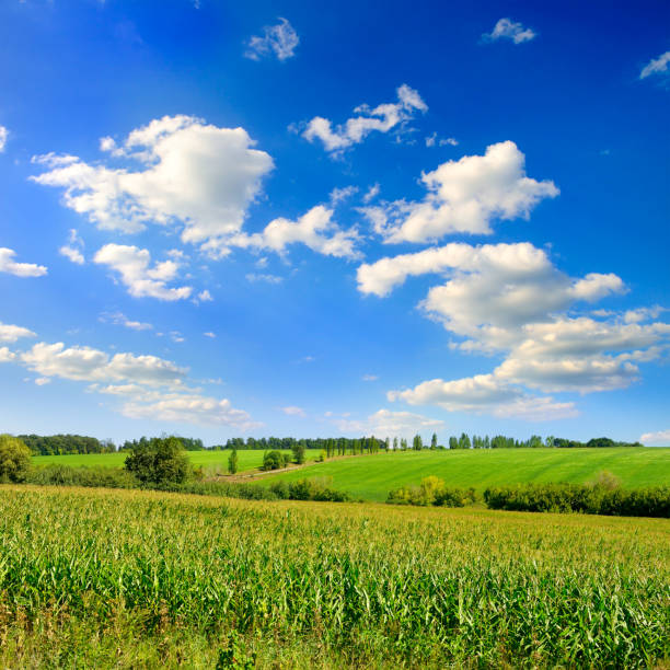 istock Corn field in the sunny and blue sky. 1292439093