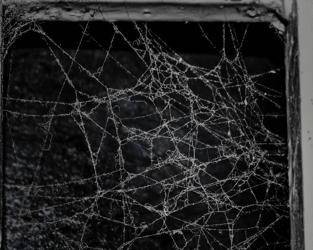 istock Closeup image of a cobweb, isolated on black background. 1292440119