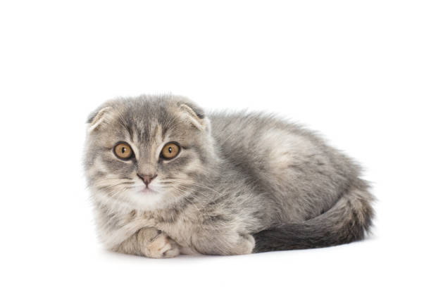 istock Happy Scottish kitten looking at camera. isolated on white background 1292441065