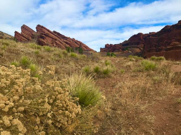 istock Colorado rocks with yellow wildflowers 3 1292441418
