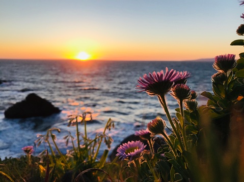 purple flowers with ocean and sunset