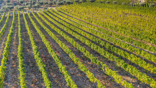 istock Vineyard for the wine industry, aerial view 1292441616