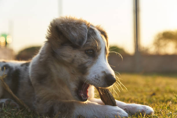 istock Cute baby dog 1292442922
