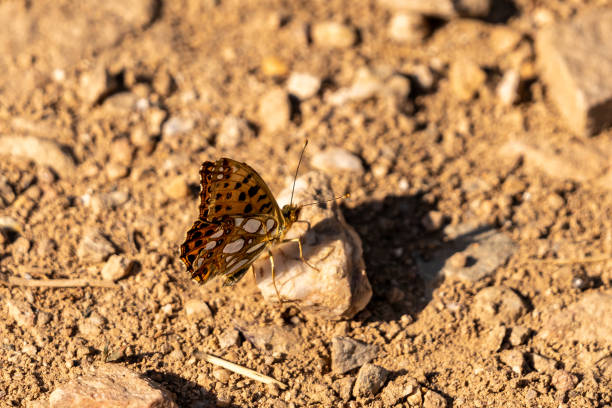 Duke of Burgundy Fritillary ( Hamearis lucina ) At rest on stony ground Duke of Burgundy Fritillary ( Hamearis lucina ) At rest on stony ground, germany, rhine valley butterfly hamearis lucina stock pictures, royalty-free photos & images