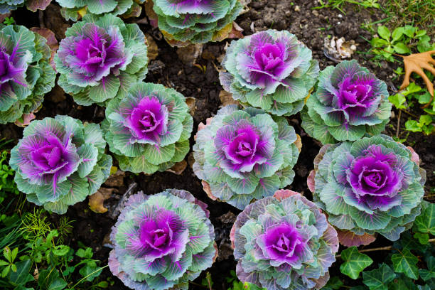 istock Decorative cabbage, an unusual solution for flowerbeds.Original landscape design 1292446430