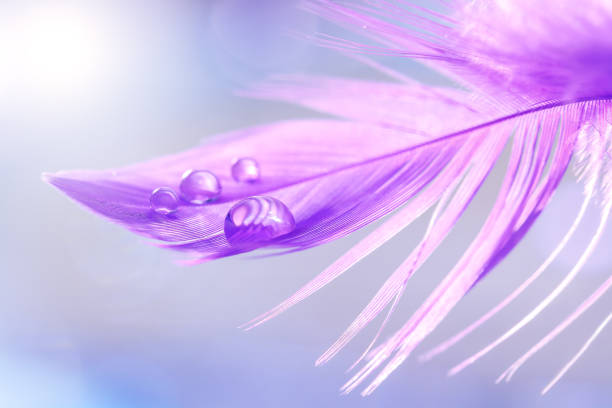 istock Feather purple close-up with water drops. Beautiful spring background. Pastel blue background. Abstract luxury macro. Selective focus. 1292447075