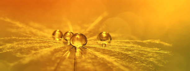 istock Delicate spring banner. Drops of water on a dandelion in sunlight, yellow blurred background. Beautiful abstract macro. Selective focus. 1292447100