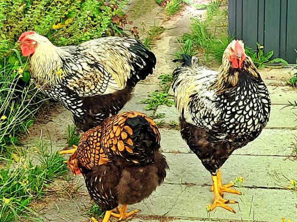 istock Wyandotten in the garden 1292448159