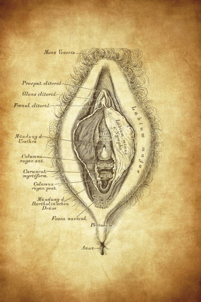 Female reproductive organ Illustration of a female reproductive organ diagram of female reproductive system drawings stock illustrations
