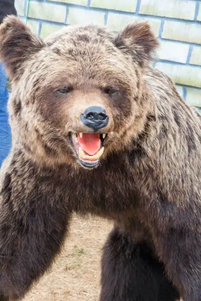 Effigy of a big brown bear with an open mouth. It is photographed by a close up.