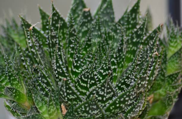 istock Green Aloe Plant 1292451286