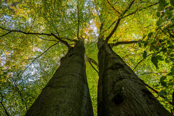 istock view into the leaf canopy of two deciduous trees in autumn 1292451416