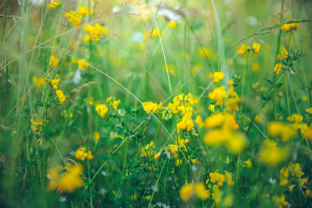 Macro closeup of tall yellow flowers wildflowers in Redstone, Colorado mountains with bokeh blurry background