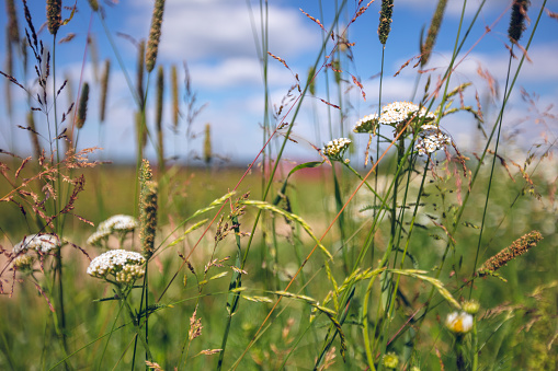 Wildflowers cornflowers and chamomile on a sunny summer day against a blue sky. Hero view from the grass