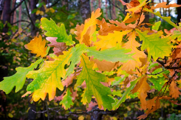 istock Beautiful autumn landscape 1292451673