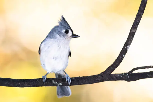 Tufted Titmouse Perched on an Autumn Branch