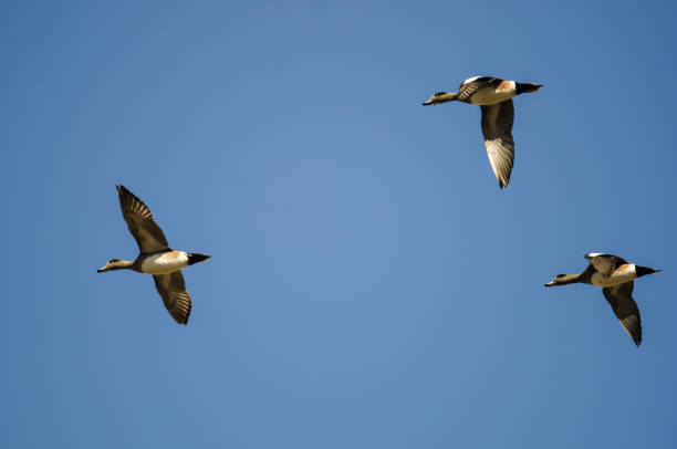 istock Three American Wigeons Flying in a Blue Sky 1292452727