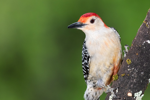 Red-bellied Woodpecker Perched on a Branch of a Tree