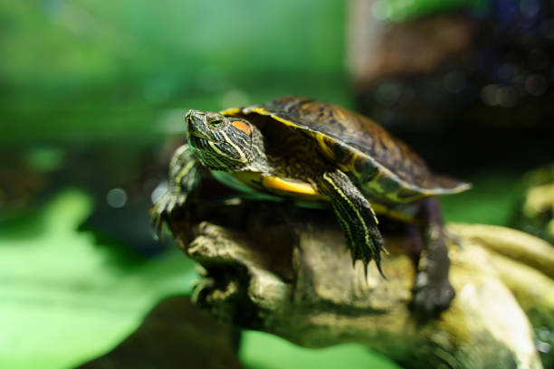 istock Red ear turtle sitting on snag in aquarium. Bright green background, selective focus. 1292452845